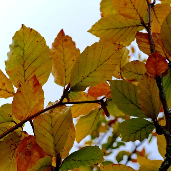 Gros Plan Sur Les Feuilles Colorées Des Brindilles Automne — Photo