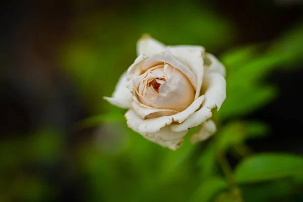 Ένα Επιλεκτικό Πλάνο Εστίασης Ενός Τριαντάφυλλου Κρέμας Στεγνά Πέταλα — Φωτογραφία Αρχείου
