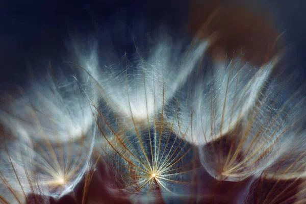 Ένα Κοντινό Πλάνο Ενός Λουλουδιού Πικραλίδας Ένα Θολό Φόντο — Φωτογραφία Αρχείου