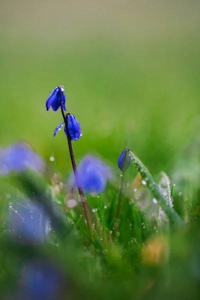 Une Mise Point Sélective Fleurs Bleues Brumeuses Dans Prairie — Photo