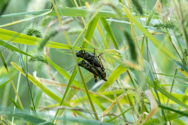 緑のぼやけた背景を持つタンポポの緑の植物にぶら下がっている昆虫の浅い焦点 — ストック写真