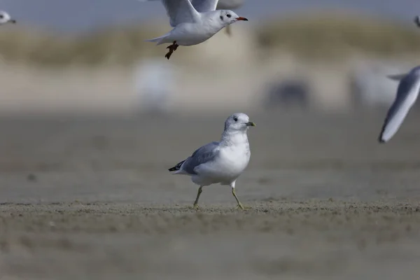 Closeup Shot Cute Gull Sand Beach — Stock Photo, Image