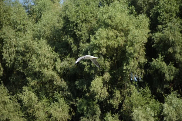 Een Prachtig Uitzicht Een Grijze Reiger Een Groene Achtergrond Van — Stockfoto