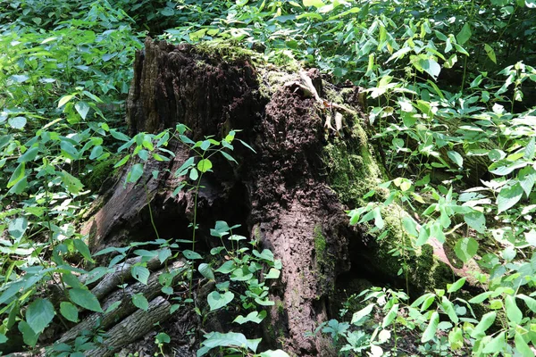 Ein Baumstumpf Mit Grünen Pflanzen Einem Wald — Stockfoto