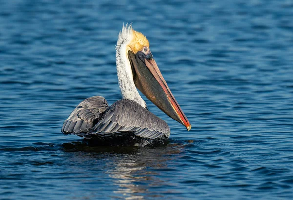 Пеликан Купающийся Озере Летом — стоковое фото