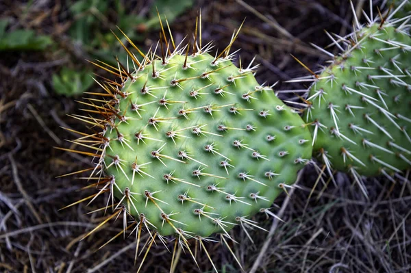 Närbild Grön Kaktus Med Långa Taggar — Stockfoto