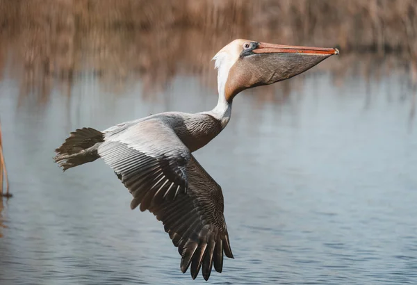 Pelicano Voando Sobre Pântano — Fotografia de Stock