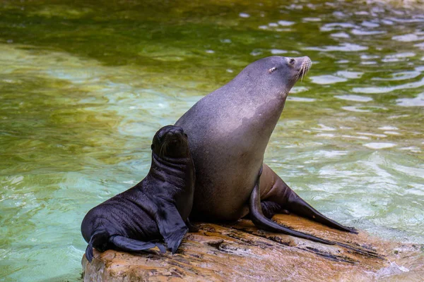 Leões Marinhos Zoológico — Fotografia de Stock