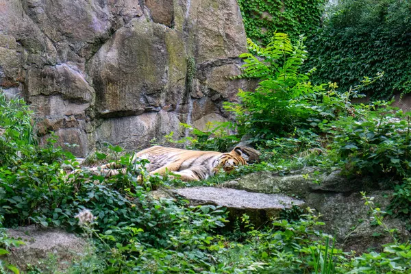 森林里躺着一只老虎的美丽景象 — 图库照片