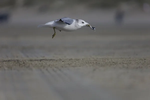 Крупный План Милой Чайки Приземляющейся Песок Пляже — стоковое фото