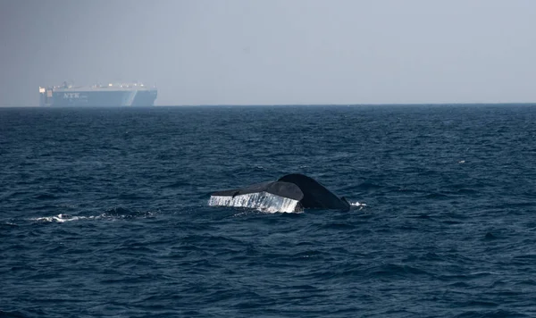 Une Baleine Bleue Dans Océan Indien — Photo