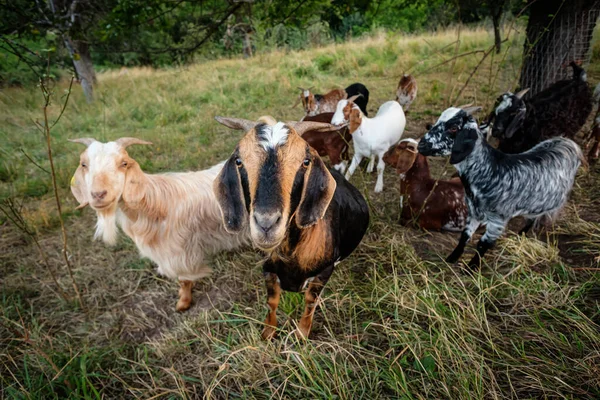 Gros Plan Troupeau Chèvres Sur Pâturage Prairie — Photo