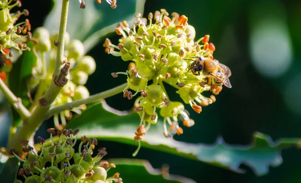 Makro Záběr Včely Sbírající Nektar Japonské Fatsia Květiny Tmavým Rozmazaným — Stock fotografie