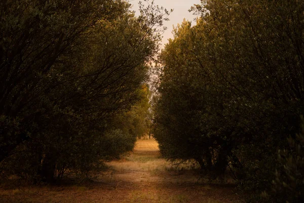 Puesta Sol Sendero Rodeado Olivos —  Fotos de Stock