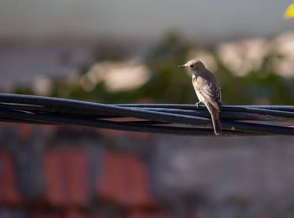 Ein Gefleckter Fliegenschnäpper Muscicapa Striata Hockt Auf Einem Stromkabel — Stockfoto