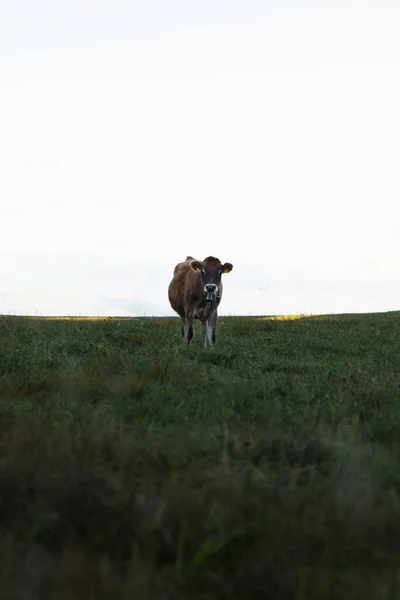 Una Vaca Marrón Campo Primavera —  Fotos de Stock