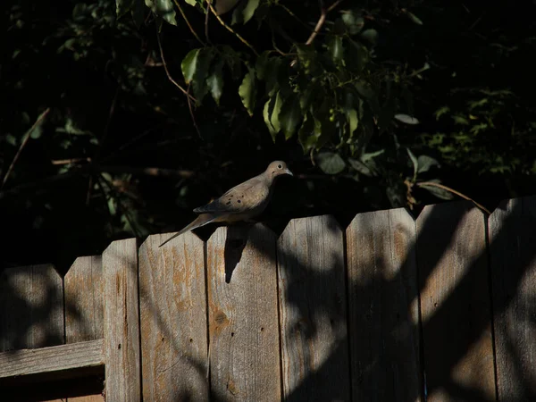 Brown Bird Walking Wooden Barrier Fence Sunlight Park — Stock Photo, Image