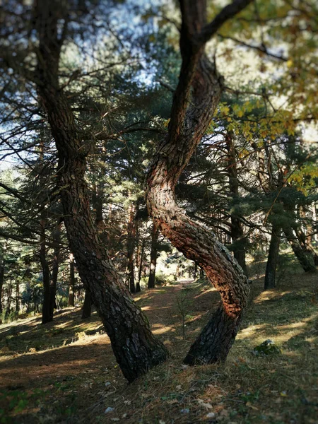 Tiro Vertical Pinos Cercedilla Sierra Guadarrama España —  Fotos de Stock