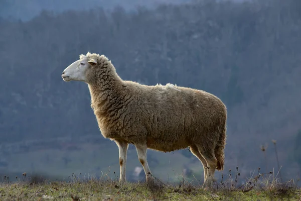 Die Schafe Weiden Einem Düsteren Tag Auf Dem Feld Auf — Stockfoto