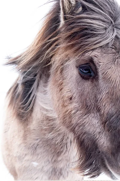 Portrait Cheval Plein Air Hiver Islande Avec Fond Flou — Photo