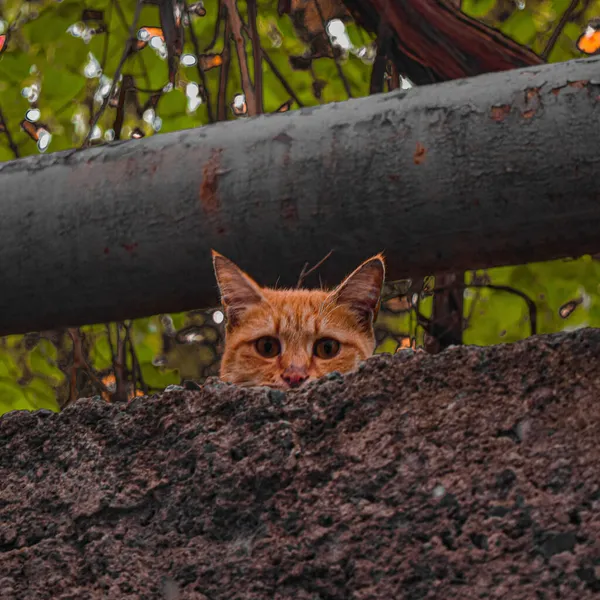 一只长着一双可爱的眼睛和锐利的耳朵的橙色肥猫好奇地从墙后面偷窥 — 图库照片