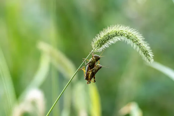 Foco Poco Profundo Insecto Colgando Una Planta Verde Diente León —  Fotos de Stock