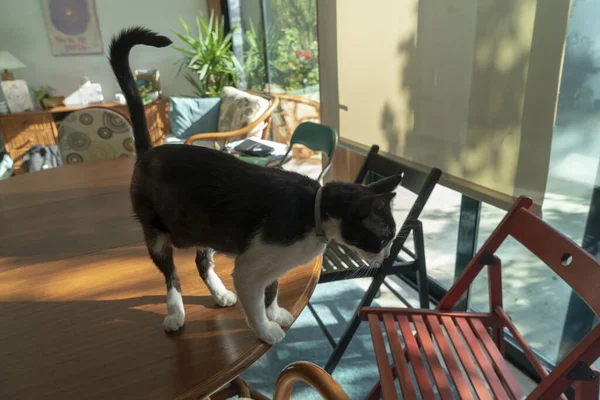 Крупним Планом Домашня Кішка Вдома Стоячи Столі — стокове фото