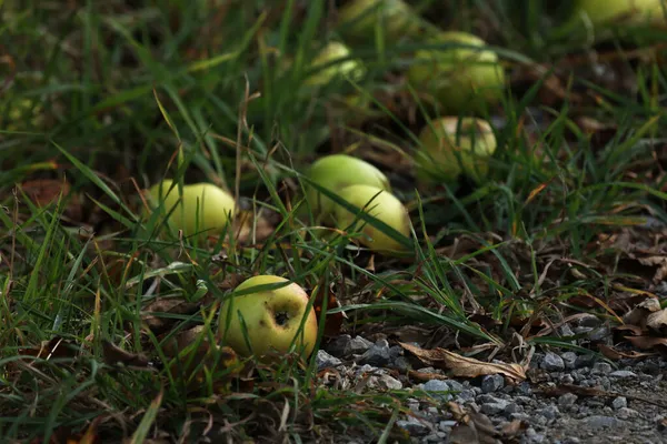 Ett Gäng Äpplen Föll Från Trädet Liggande Gräset — Stockfoto