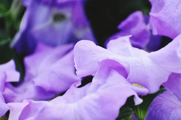 Lindas Pétalas Flores Roxas Cultivadas Jardim — Fotografia de Stock