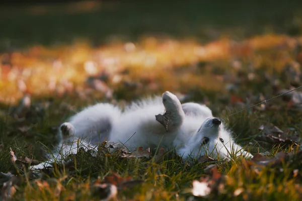 Close Shot Pomeranian Cute Little Puppy Laying Field Smiling — Stock Photo, Image