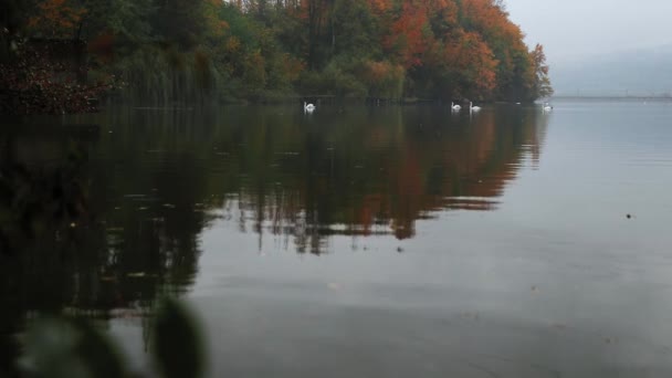 一片黄叶的秋天森林风景 — 图库视频影像