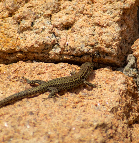 View Lizard Rock Hot Day — Stock Photo, Image