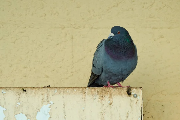 Duvarın Yanında Tünemiş Bir Güvercin Manzarası — Stok fotoğraf