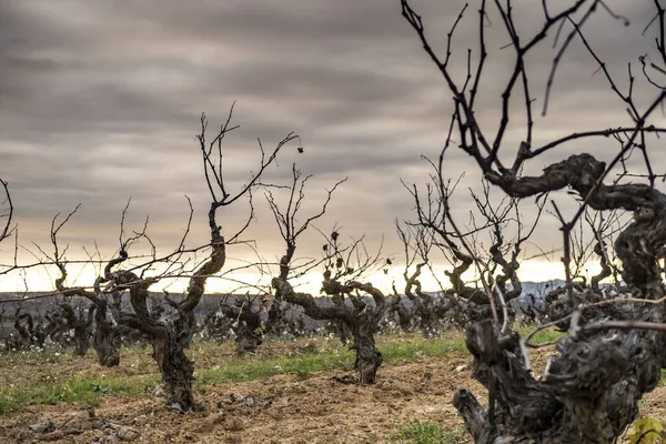 Vin Landskap Subirats Regionen Penedes Barcelona Provinsen Katalonien Spanien — Stockfoto