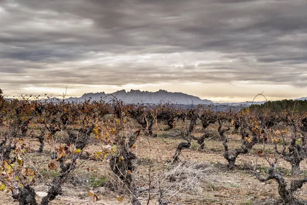 西班牙加泰罗尼亚省彭奈德分区域的葡萄酒景观 — 图库照片