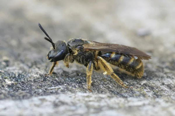 Nahaufnahme Einer Kleinen Weiblichen Ackerfurchenbiene Lasioglossum Calceatum Die Auf Einem — Stockfoto
