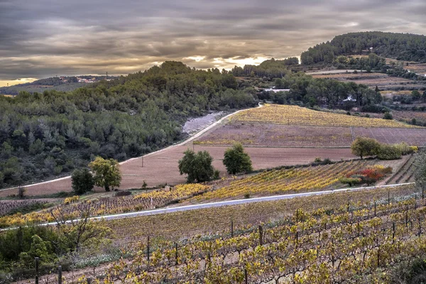 Wijnlandschap Regio Subirats Penedes Provincie Barcelona Catalonië Spanje — Stockfoto