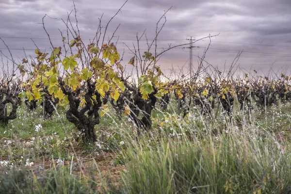 Vin Landskap Subirats Regionen Penedes Barcelona Provinsen Katalonien Spanien — Stockfoto