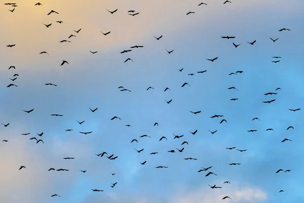 Огромное Стадо Черных Птиц Кружит Высоко Голубом Облачном Небе Облака — стоковое фото