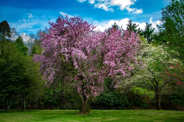 Beautiful Purple Tree Connecticut — Stock Photo, Image