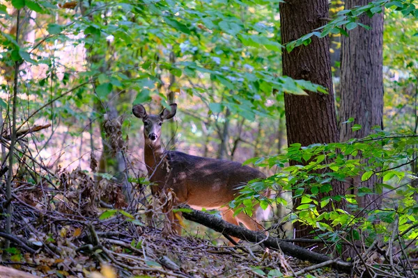 Egy Gyönyörű Szarvas Forest Park Springfieldben Massachusettsben — Stock Fotó