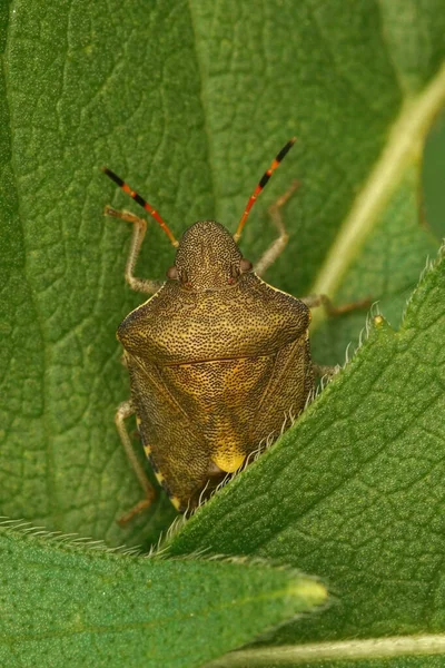 Closeup Vertical Sobre Vernal Shieldbug Peribalus Strictus Escondendo Entre Folha — Fotografia de Stock