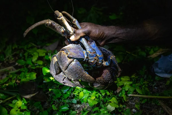 A large coconut crab, the largest terrestrial arthropod in the world, on Tetepare Island of the Solomon Islands, where they have conservation status.