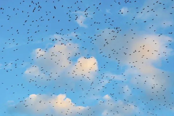 Huge Flock Black Birds Circling High Blue Cloudy Sky Clouds — Stock Photo, Image