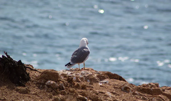 Uma Vista Uma Gaivota Sobre Rocha Fundo Mar — Fotografia de Stock