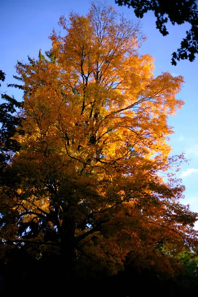 Uma Bela Vista Natureza Com Grandes Árvores Outono Forest Park — Fotografia de Stock