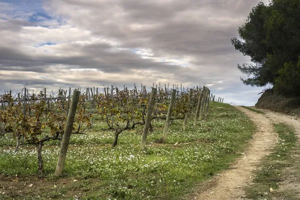 Paesaggio Del Vino Nella Regione Subirats Penedes Provincia Barcellona Catalogna — Foto Stock