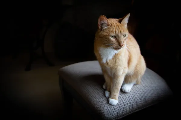 Gato Bonito Mesa Posando Cadeira Fundo Escuro — Fotografia de Stock