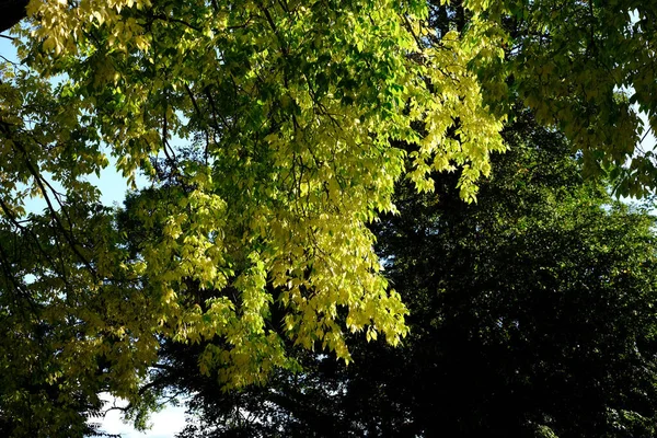 Beautiful Nature View Large Trees Forest Park Springfield Massachusetts — Stock Photo, Image