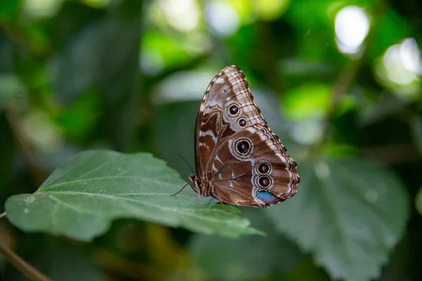 Крупный План Красивой Бабочки Листе — стоковое фото